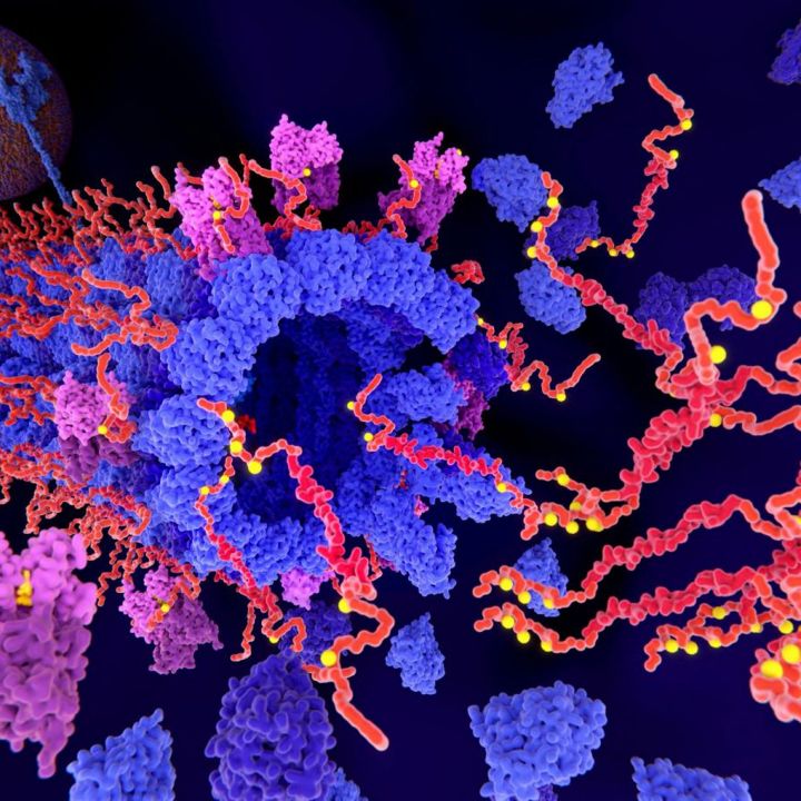 Une protéine liée à Alzheimer au cœur du développement cérébral des nouveau-nés ? - Sciences & Santé -
                    Luxe radio