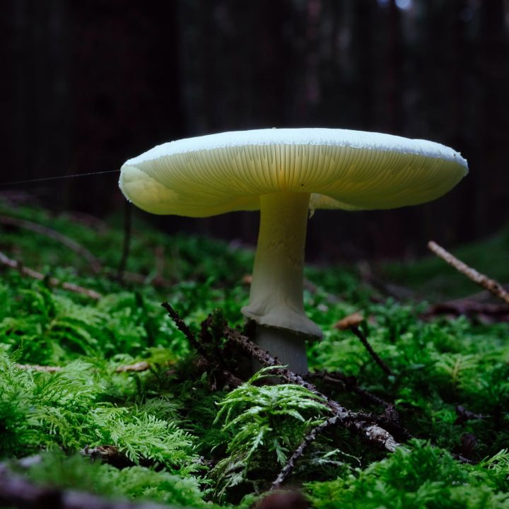 Intoxication au champignon le plus mortel au monde : Un possible antidote identifié - Sciences & Santé -
                    Luxe radio