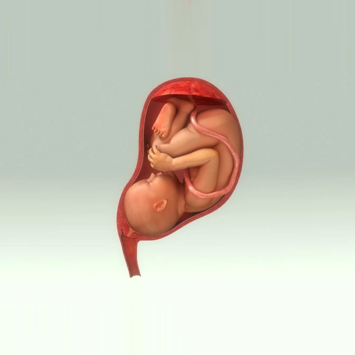 Les pathologies du cordon ombilical - Les Invités de Heure Essentielle -
                    Luxe radio