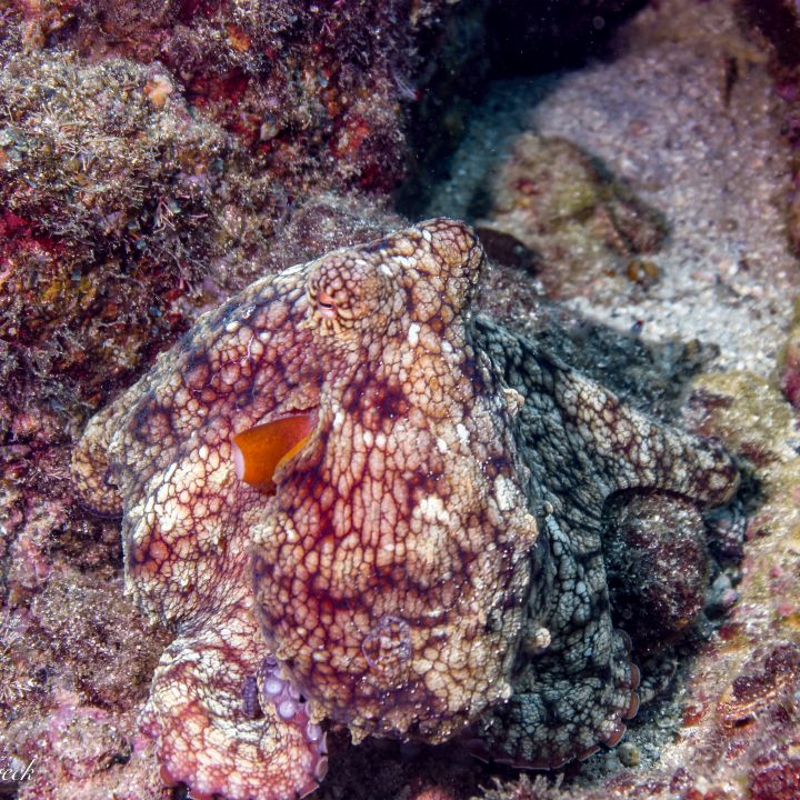 Des bactéries imitent le camouflage des poulpes - Sciences & Santé -
                    Luxe radio