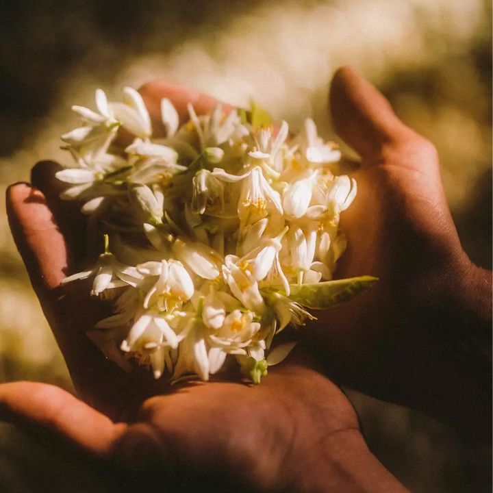 Chanel : Un jardin éphémère dédié à sa fleur d’oranger - Le Journal du Luxe -
                    Luxe radio