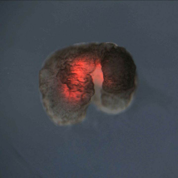 Des organismes vivants programmés comme des machines ! - Sciences & Santé -
                    Luxe radio