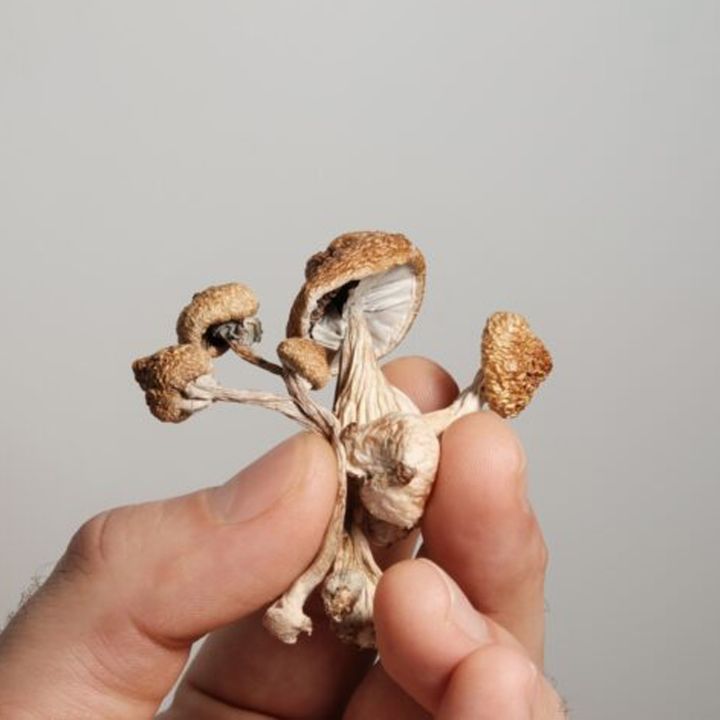 Pour Alzheimer, la psilocybine rouvre une question troublante sur les fonctions perdues… - Sciences & Santé -
                    Luxe radio