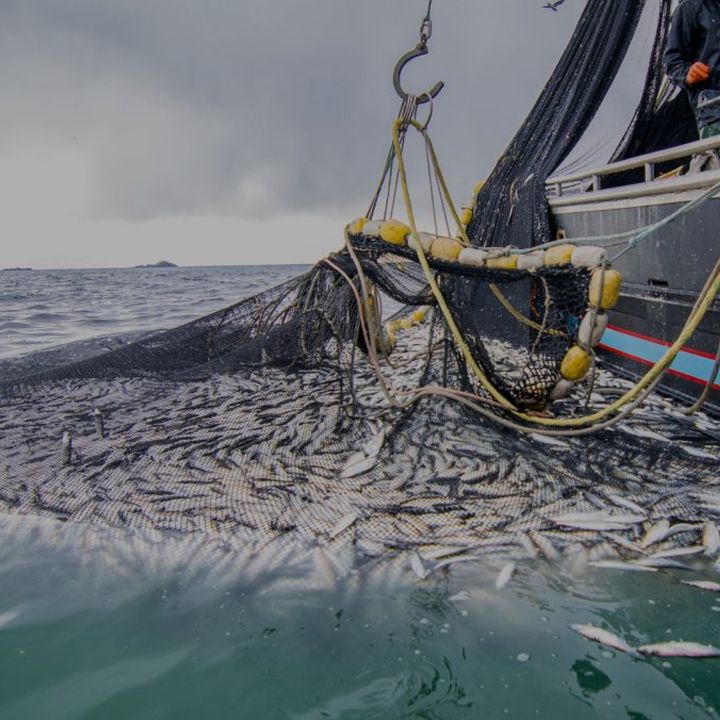 Le secteur de la pêche côtière et artisanale affiche un début d’année contrasté - L’œil Macro -
                    Luxe radio