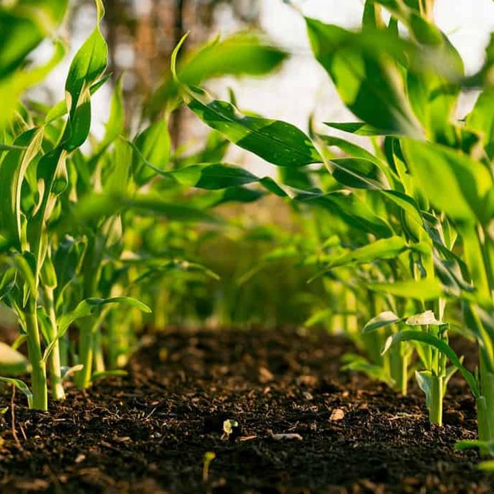 Agriculture 5.0 au Maroc : révolution technologique ou nécessité vitale ? - Avec Ou Sans Parure -
                    Luxe radio
