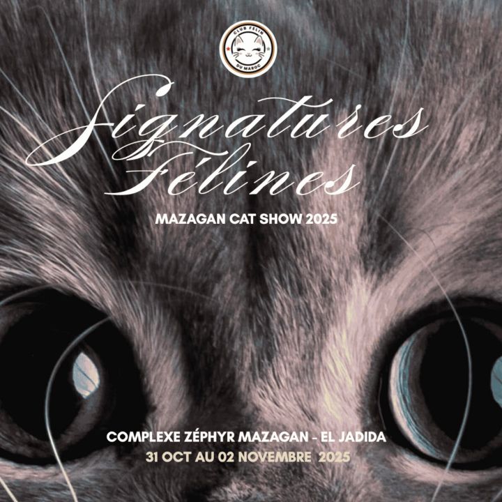 Signatures Félines, trois jours d’élégance animale à Mazagan - Reportages -
                    Luxe radio