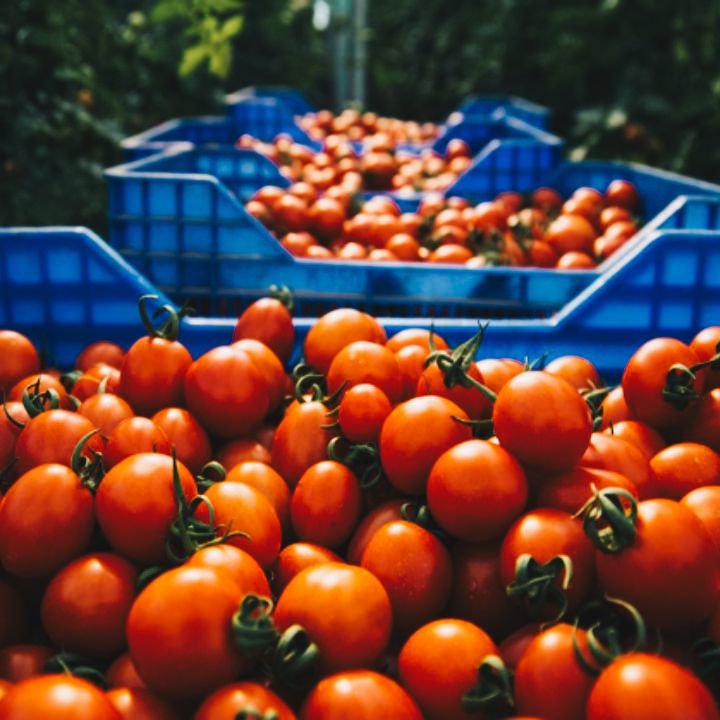 Les fruits et légumes marocains ont-ils toujours le vent en poupe en Europe ? - L’œil Macro -
                    Luxe radio