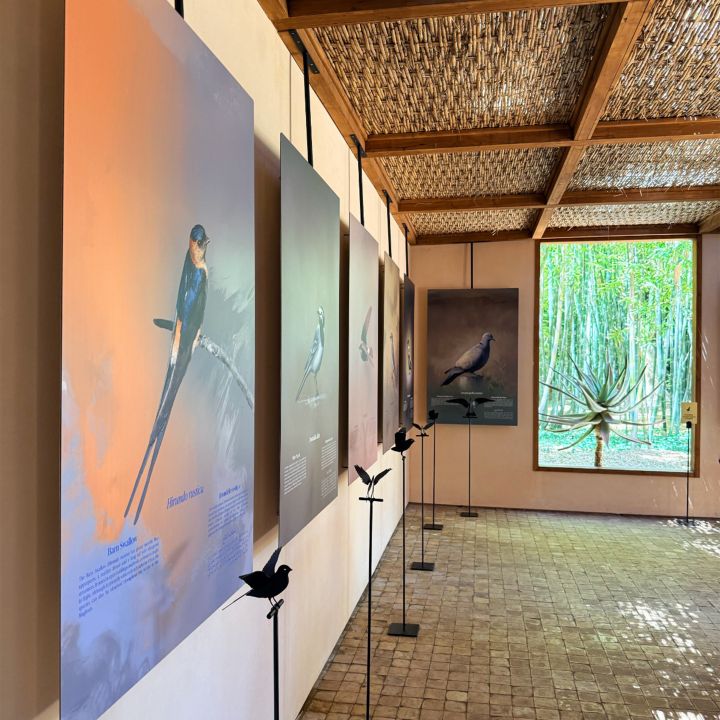 Le Jardin Majorelle accueille une nouvelle exposition intitulée « Les oiseaux du Jardin Majorelle » - Résonances Culturelles -
                    Luxe radio