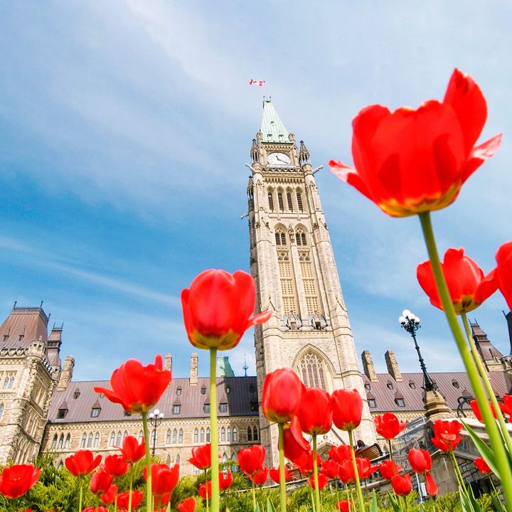 Se réveiller au parfum des tulipes, à Ottawa : une expérience inoubliable pour les sens - Voyage -
                    Luxe radio