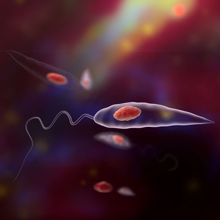 Leishmania : le parasite qui mélange son ADN plus qu’on ne l’imaginait… - Sciences & Santé -
                    Luxe radio