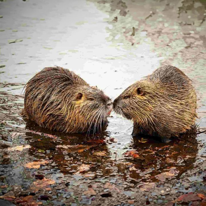 Monogamie humaine: un classement surprenant ! - Sciences & Santé -
                    Luxe radio