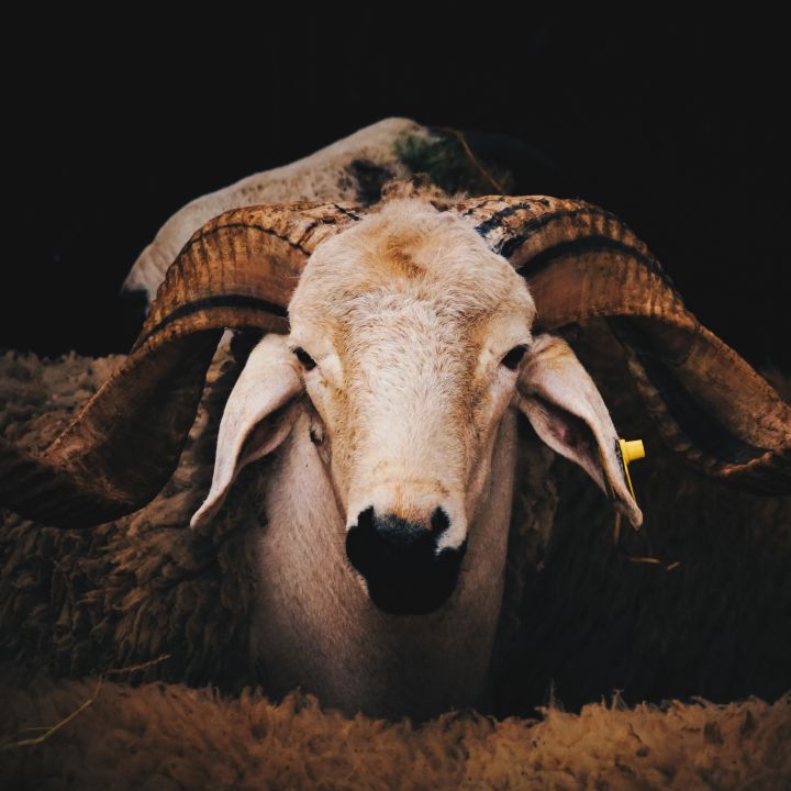 Aïd Al-Adha : une flambée des prix du mouton qui n’enrichit pas ceux qui l’élèvent - Avec Ou Sans Parure -
                    Luxe radio