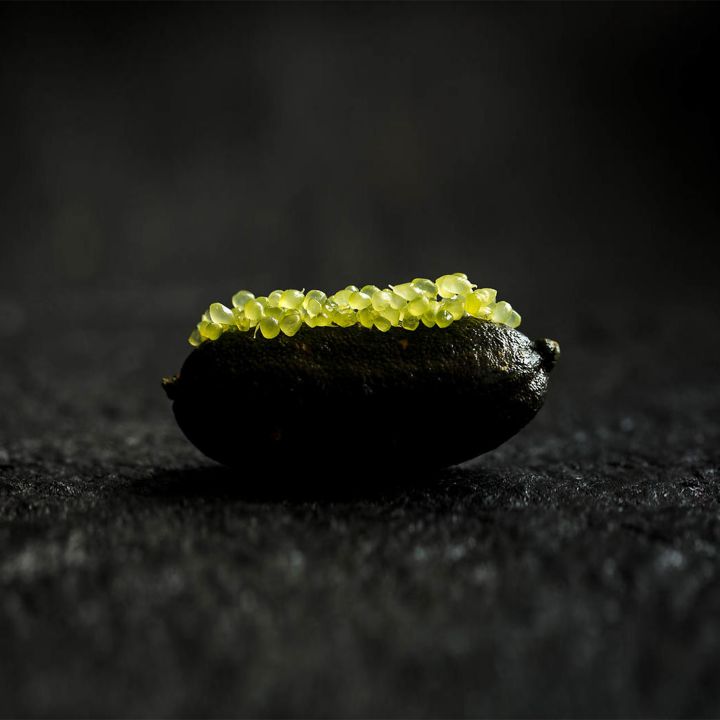 Citron caviar, l’agrume des grands chefs, produit aussi au Maroc - Le Journal du Luxe -
                    Luxe radio